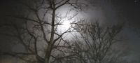 Baum im Mondlicht